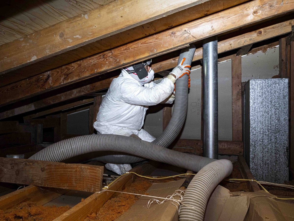 Technician removing rodent-contaminated insulation from a Plano, TX attic