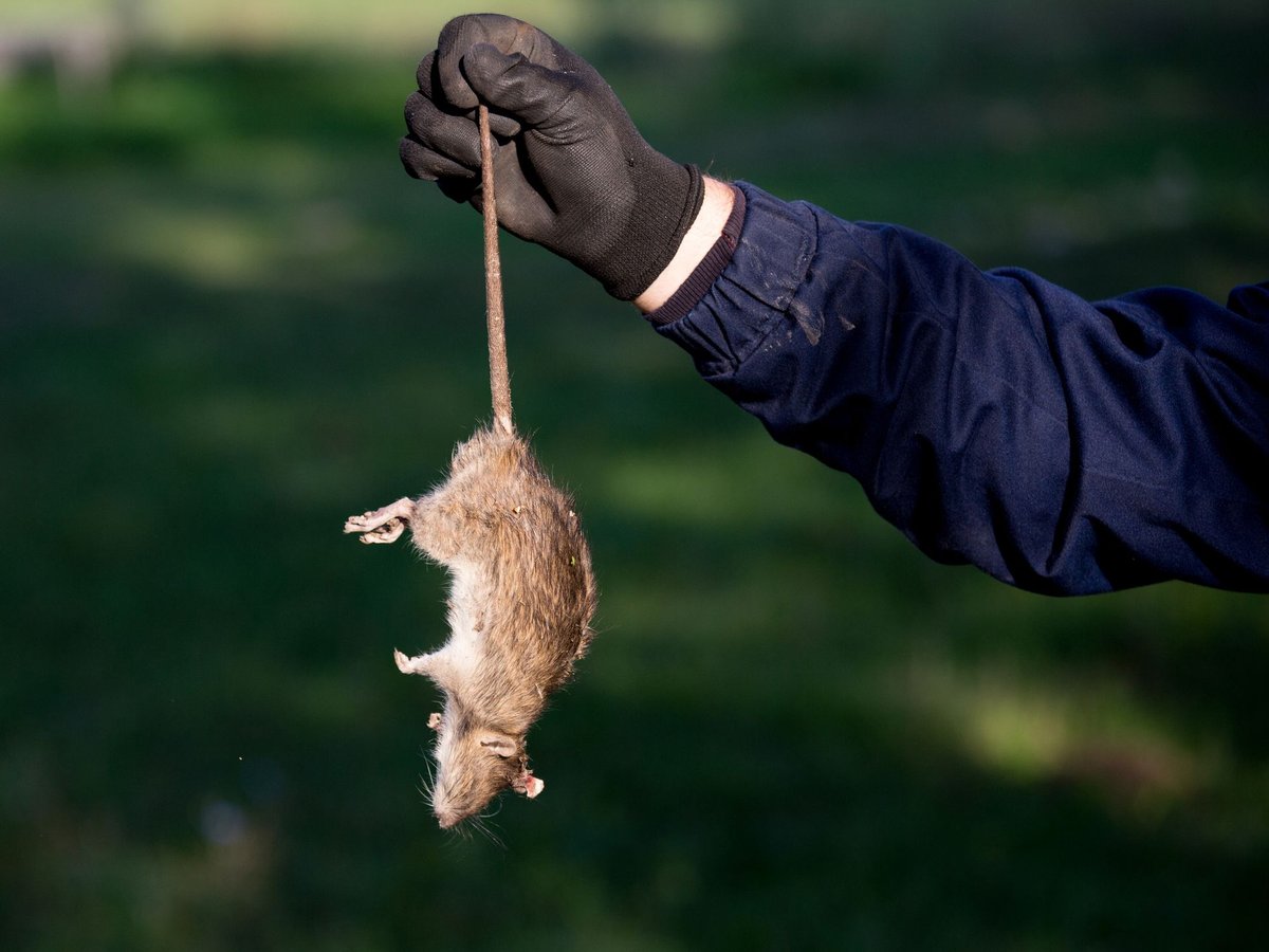 Technician responding to an emergency rodent call in a Plano, TX attic